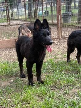 German Shepherd Dog Dogs Available for Adoption in Brookfield, Connecticut - Diana | PetCurious