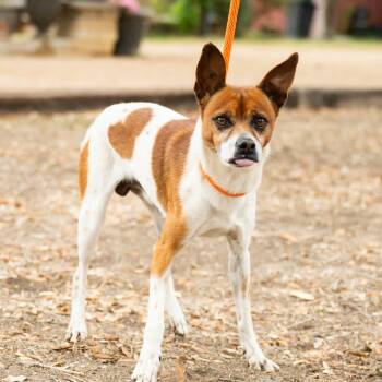 Rat Terrier Dogs Available for Adoption in Williston, Vermont - Chato | PetCurious