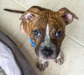 Phat Boy -  American Staffordshire Terrier and Pit Bull Terrier Dog for Adoption in Pompano Beach, Florida - Phat Boy | PetCurious