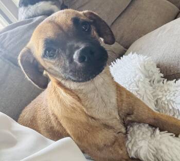 Lola -  Chihuahua and Pug Dog for Adoption in Copiague, New York - Lola | PetCurious