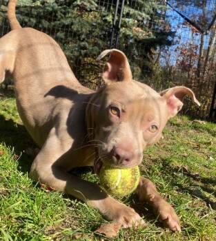 Rescue American Staffordshire Terrier Dogs for Adoption in Fall River, Massachusetts - Buzz | PetCurious