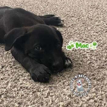 Mixed Breed Dogs Available for Adoption in Omaha, Nebraska - The M Litter; Mac | PetCurious