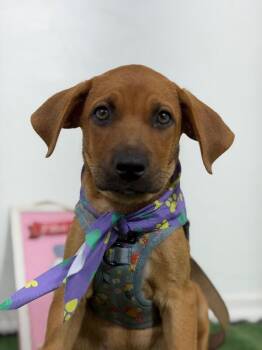 Orlando-One of our Amazing Rescue Dogs -  Rhodesian Ridgeback and Redbone Coonhound Dog for Adoption in Carlsbad, California - Orlando-One Of Our Amazing Rescue Dogs | PetCurious