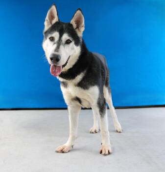 JAKE -  Siberian Husky Dog for Adoption in Pasadena, California - JAKE | PetCurious