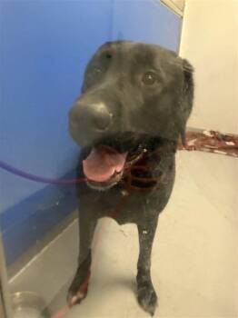 Labrador Retriever and Bernese Mountain Dog Dogs Available for Adoption in New Kensington, Pennsylvania - Matilda | PetCurious