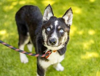 BLUEBELL -  Siberian Husky and German Shepherd Dog Dog for Adoption in San Jose, California - BLUEBELL | PetCurious
