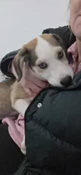 Mixed Breed Dogs Available for Adoption - Kicks | PetCurious