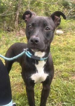 Labrador Retriever Dogs Available for Adoption in Fayetteville, West Virginia - CeCe | PetCurious