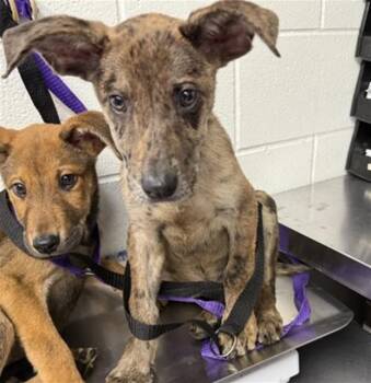 German Shepherd Dog and Mixed Breed Dogs Available for Adoption in San Bernardino, California - BLAIR | PetCurious