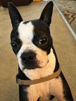 Betty -  Boston Terrier Dog for Adoption in New Smyrna Beach, Florida - Betty | PetCurious