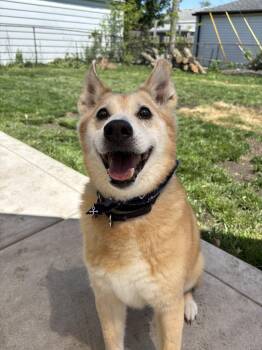 Norwegian Buhund Dogs Available for Adoption in Sterling Heights, Michigan - Rex | PetCurious