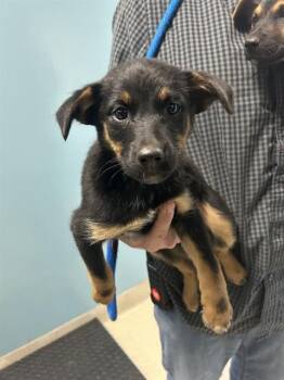 Mixed Breed Dogs Available for Adoption in Newton, North Carolina - JUNIPER | PetCurious