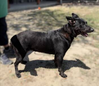 Siouxsie Sioux -  German Shepherd Dog Dog for Adoption in Slidell, Louisiana - Siouxsie Sioux | PetCurious