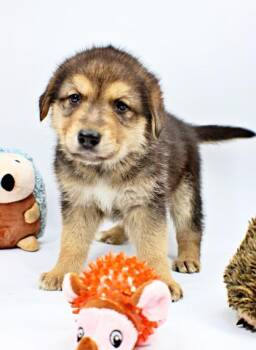 Australian Shepherd and Mixed Breed Dogs Available for Adoption in Morton Grove, Illinois - Jasmine | PetCurious