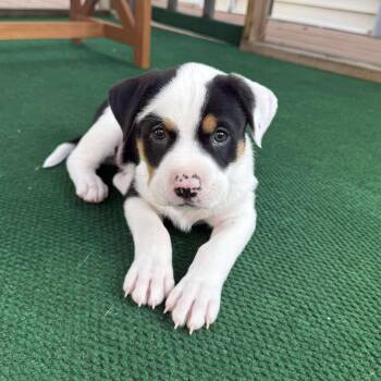 Rescue American Staffordshire Terrier Dogs for Adoption in St. Peters, Missouri - Ozzie | PetCurious