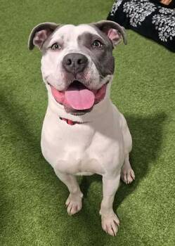 Pit Bull Terrier Dogs Available for Adoption in Racine, Wisconsin - Montblanc | PetCurious