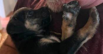 Ditto -  German Shepherd Dog and Labrador Retriever Dog for Adoption in Newnan, Georgia - Ditto | PetCurious