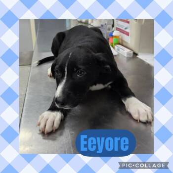Australian Cattle Dog Blue Heeler and Labrador Retriever Dogs Available for Adoption in Ringwood, New Jersey - Eeyore | PetCurious