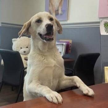 Labrador Retriever Dogs Available for Adoption in Hilton Head Island, South Carolina - Sunflower | PetCurious