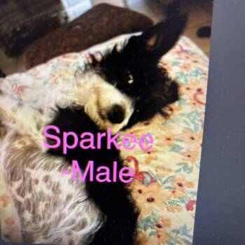 Sparkee -  Terrier and Mixed Breed Dog for Adoption in Tacoma, Washington - Sparkee | PetCurious