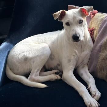 Brie -  Labrador Retriever Dog for Adoption - Brie | PetCurious