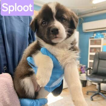 Sploot -  Border Collie and Mixed Breed Dog for Adoption in Chicago, Illinois - Sploot | PetCurious