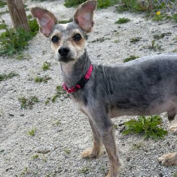 London -  Yorkshire Terrier Dog for Adoption in Plainfield, Illinois - London | PetCurious