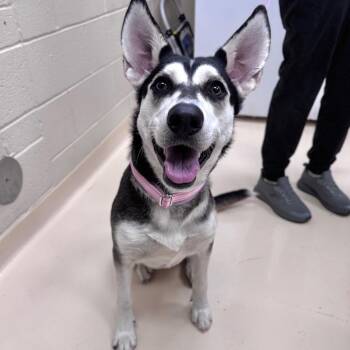 Mixed Breed Dogs Available for Adoption - Birdie | PetCurious