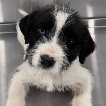 Terrier Dogs Available for Adoption - Buffy | PetCurious