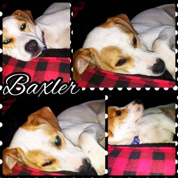 Mixed Breed Dogs Available for Adoption - Baxler Garland | PetCurious