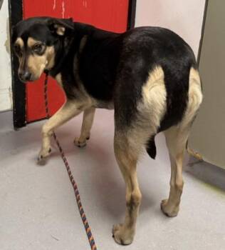 Zuri George Lobban -  German Shepherd Dog and Mixed Breed Dog for Adoption in West Chester, Pennsylvania - Zuri George Lobban | PetCurious