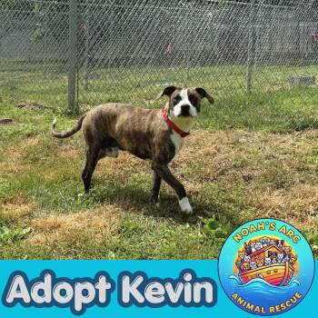 Mixed Breed Dogs Available for Adoption - Kevin | PetCurious