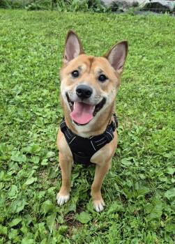 Lanni -  Shiba Inu Dog for Adoption in Toms River, New Jersey - Lanni | PetCurious