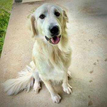 Halo #7054 -  Golden Retriever and Great Pyrenees Dog for Adoption in Louisville, Kentucky - Halo #7054 | PetCurious