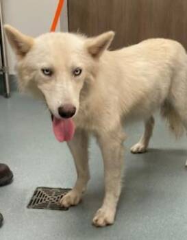 FLOOF -  Husky and Mixed Breed Dog for Adoption in Baytown, Texas - FLOOF | PetCurious