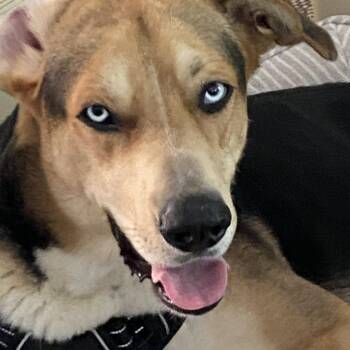 Atlas (in foster) -  Mixed Breed Dog for Adoption in Myrtle Beach, South Carolina - Atlas (in Foster) | PetCurious