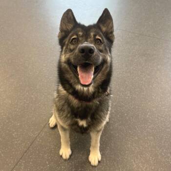 Blitzen -  Husky and Mixed Breed Dog for Adoption in Pittsburgh, Pennsylvania - Blitzen | PetCurious