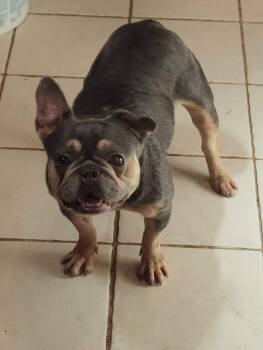 Isabella -  French Bulldog Dog for Adoption in Mcallen, Texas - Isabella | PetCurious