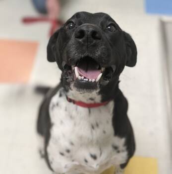 Rescue Labrador Retriever and Pointer Dogs for Adoption in Sioux City, Iowa - Niko | PetCurious
