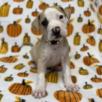 Rescue Labrador Retriever Dogs for Adoption in St. Peters, Missouri - Basset | PetCurious