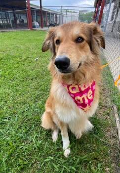Anatolian Shepherd Dogs Available for Adoption in Fayetteville, Arkansas - Poppy | PetCurious