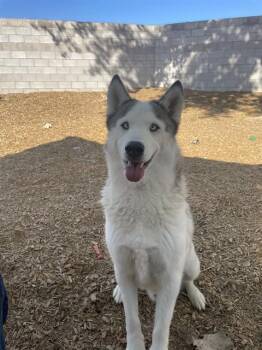 Rescue Husky Dogs for Adoption in Albuquerque, New Mexico - MAUI | PetCurious