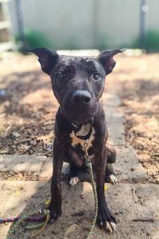 Plinko -  Mixed Breed Dog for Adoption in Cincinnati, Ohio - Plinko | PetCurious
