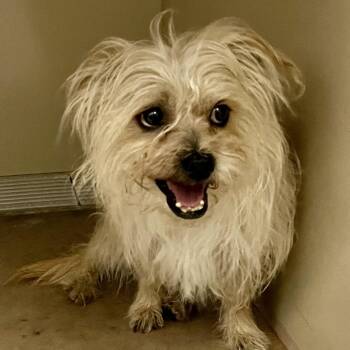 Flash 54206 -  Terrier and Mixed Breed Dog for Adoption in Las Vegas, Nevada - Flash 54206 | PetCurious
