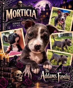 Morticia -  Mixed Breed Dog for Adoption in Pleasant Ridge, Michigan - Morticia | PetCurious