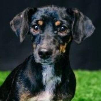 Tina -  Chihuahua Dog for Adoption in Calverton, New York - Tina | PetCurious