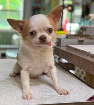 Chihuahua Dogs Available for Adoption in Benton, Louisiana - Marvin (NOT YET AVAILABLE) | PetCurious