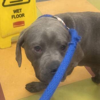 Mixed Breed Dogs Available for Adoption - Sampan | PetCurious