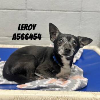 Chihuahua and Mixed Breed Dogs Available for Adoption - LEROY | PetCurious