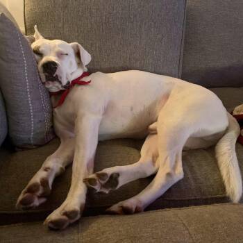 Hank -  Mixed Breed Dog for Adoption in Asheville, North Carolina - Hank | PetCurious